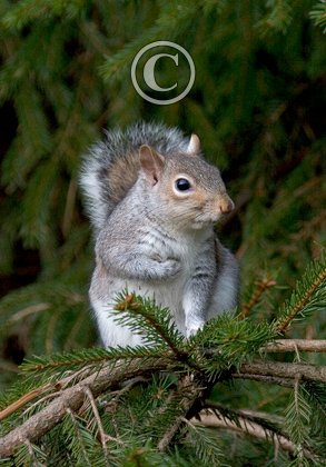 Grey Squirrel DM0615